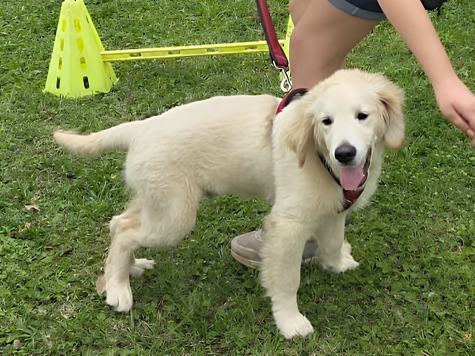Buddy, a Golden Retriever service dog in training at Smart Service Dogs, Durban